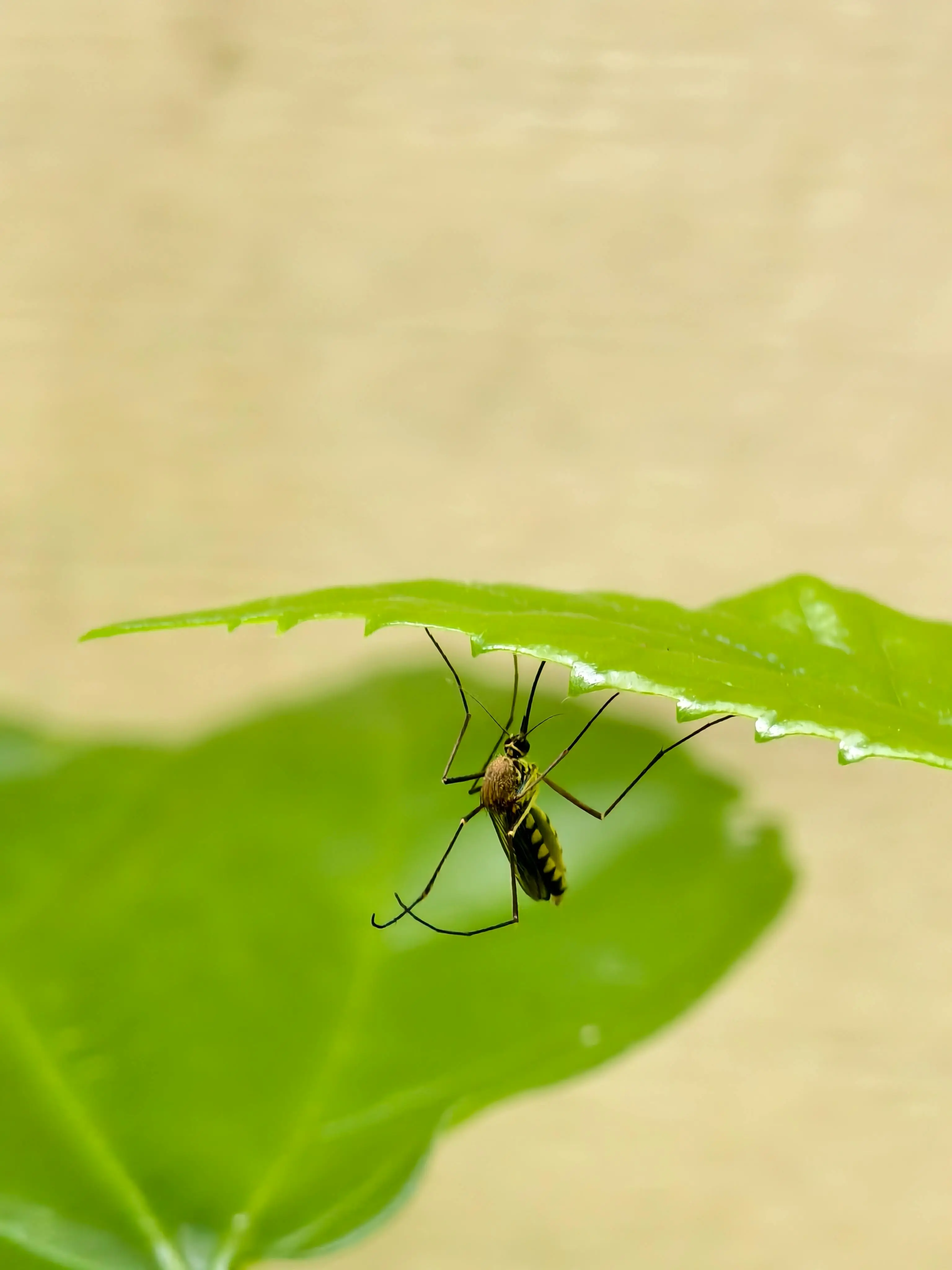 El ciclo vital del mosquito: cómo se reproduce, cuándo pica y por qué vuelve cada año