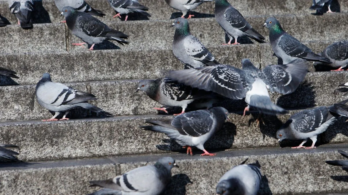 Soluciónes por palomas